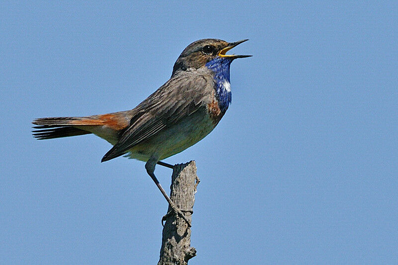 Gorgebleue à miroir mâle adulte nuptial