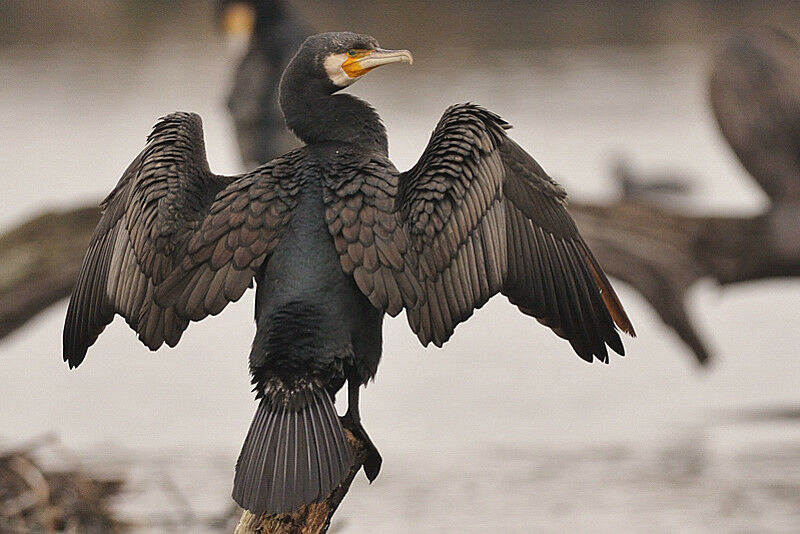 Great Cormorant