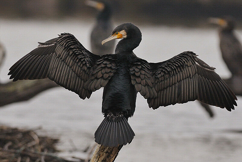 Grand Cormoranadulte