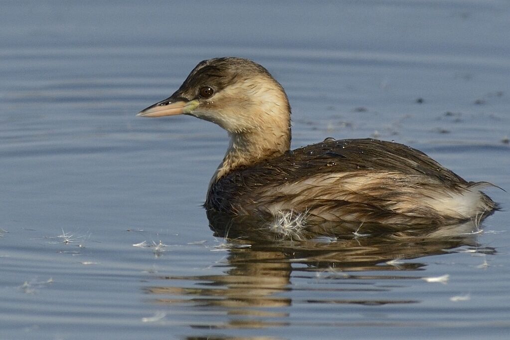 Little Grebeadult post breeding, habitat