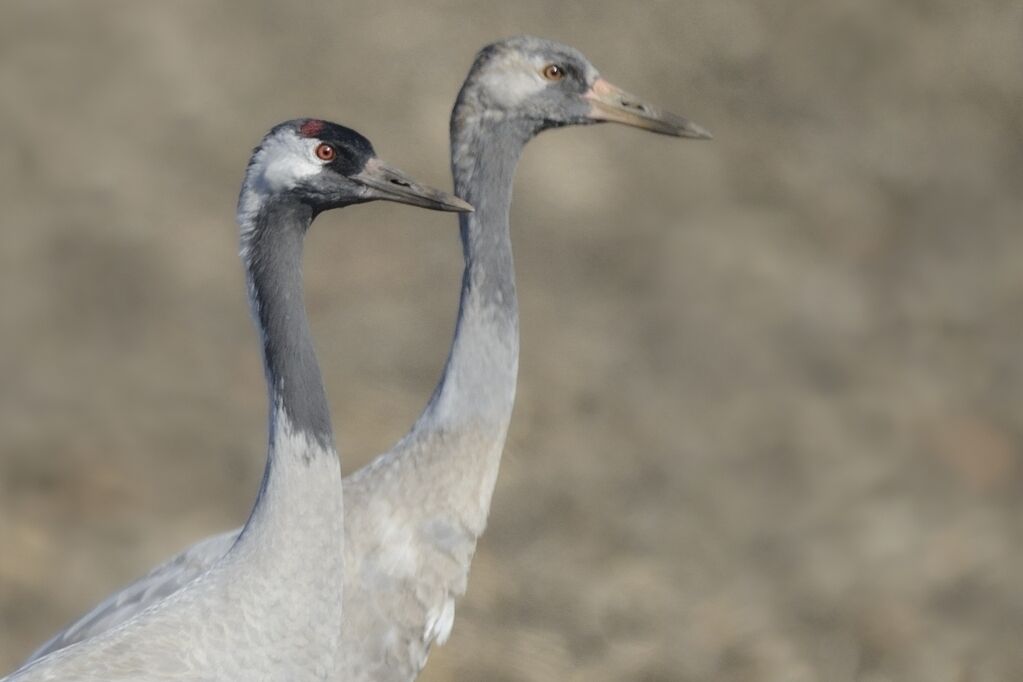 Grue cendrée, portrait