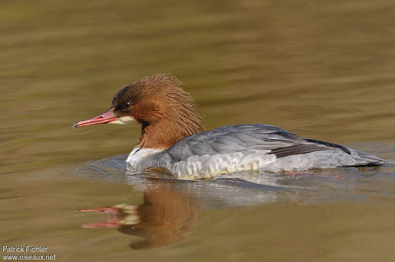 Common Merganser female adult, identification