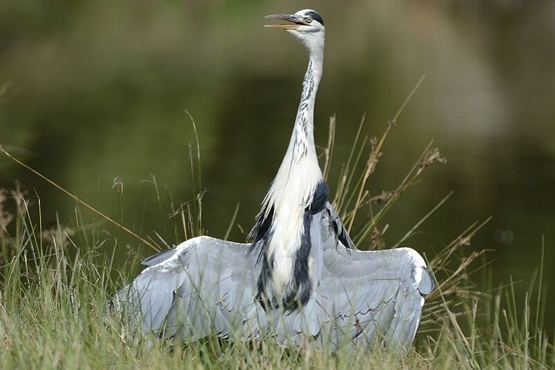 Grey Heronadult post breeding