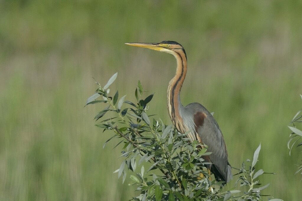 Purple Heronadult breeding, habitat
