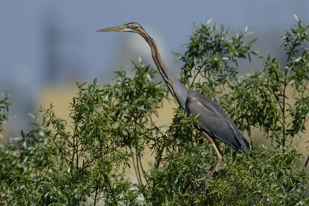 Purple Heron, habitat
