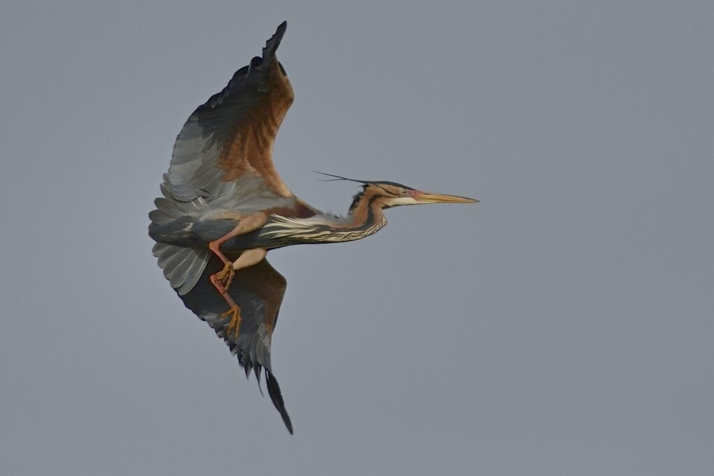 Purple Heronadult, Flight