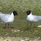 Mouette mélanocéphale