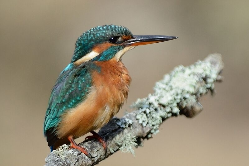 Common Kingfisher female adult