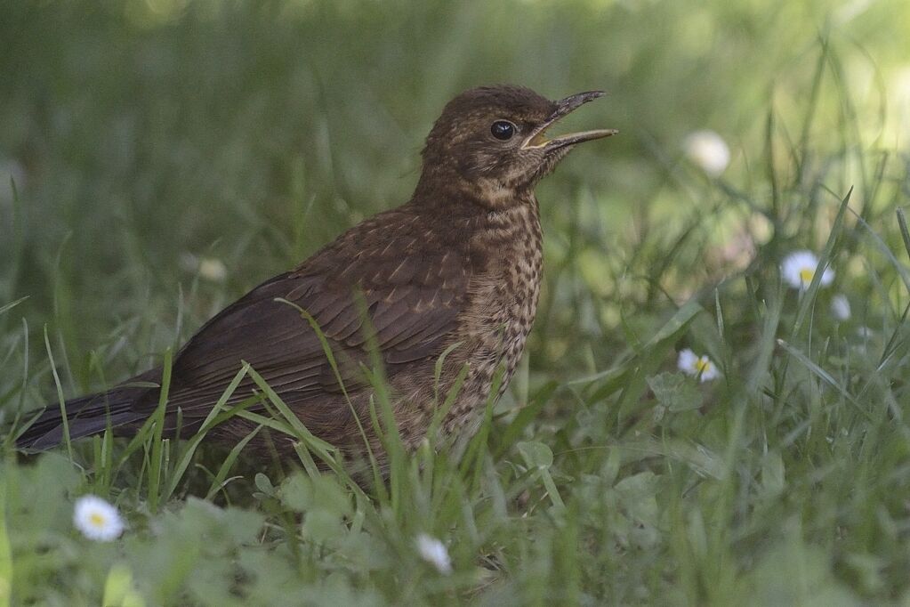 Common Blackbirdimmature