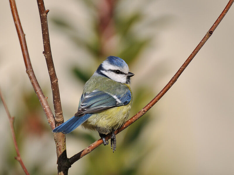 Mésange bleueadulte