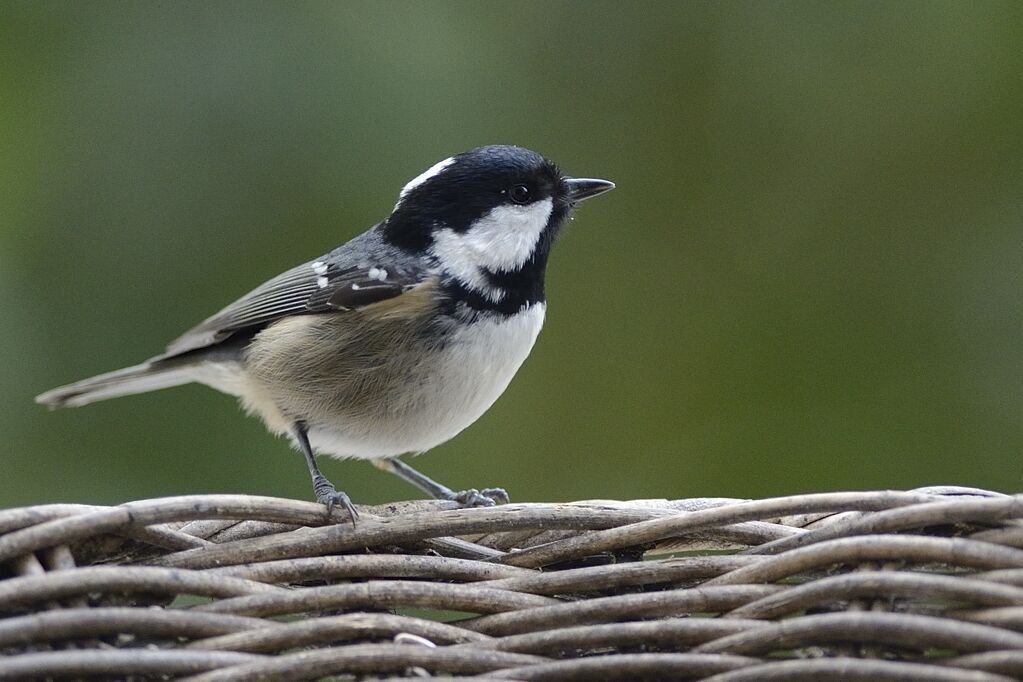 Mésange noireadulte internuptial