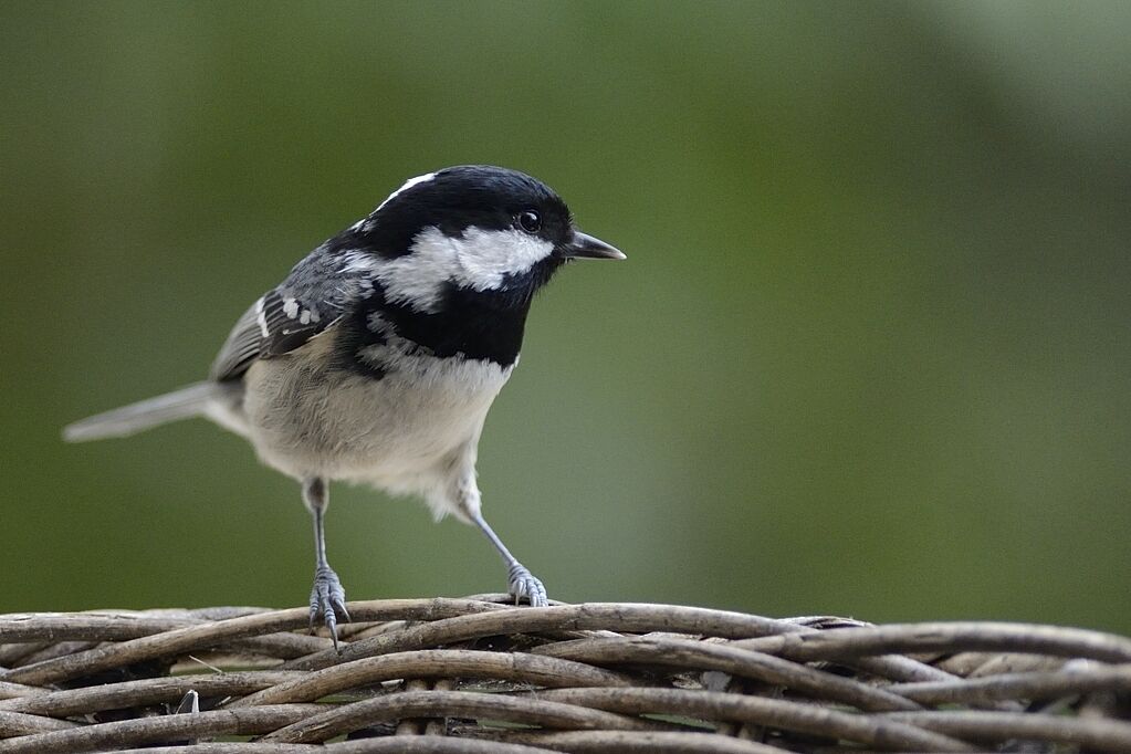 Mésange noireadulte internuptial