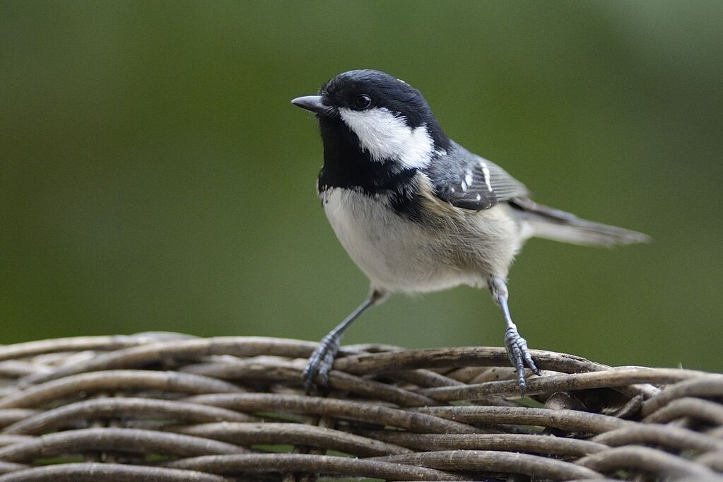 Mésange noireadulte internuptial