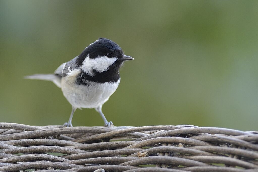 Mésange noireadulte internuptial, portrait