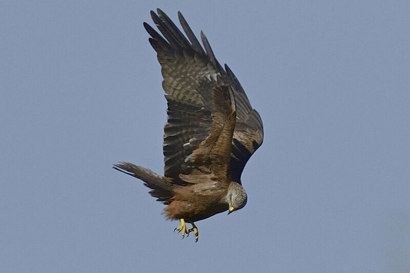 Black Kiteadult breeding