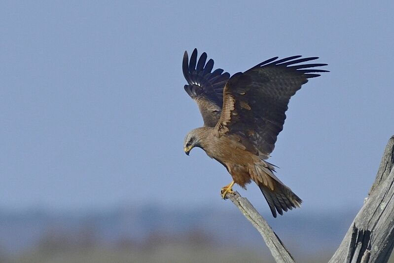 Black Kite, fishing/hunting