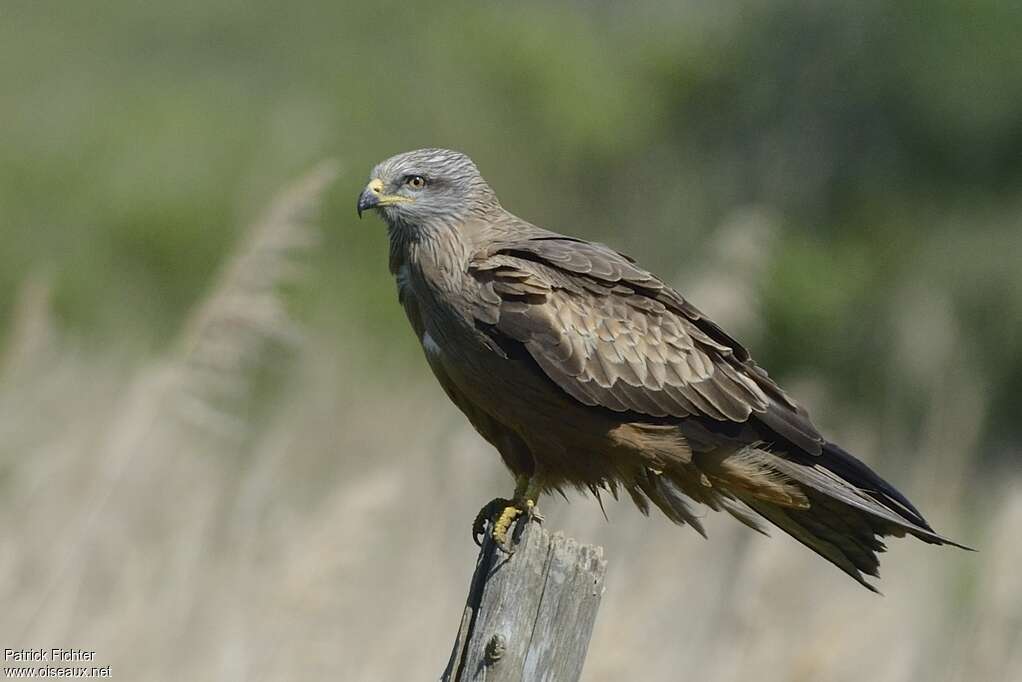 Black Kiteadult breeding, identification