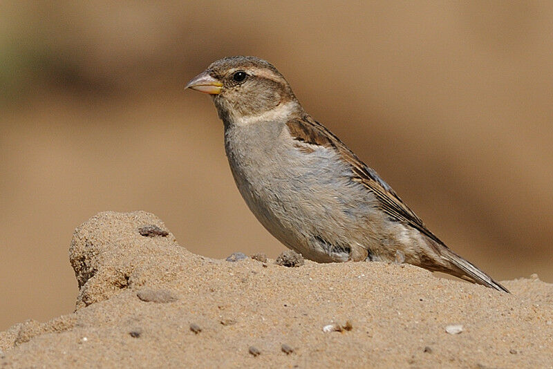 Moineau domestique femelle 1ère année