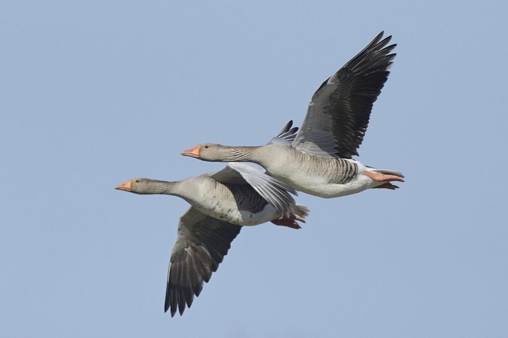 Greylag Gooseadult post breeding, Flight