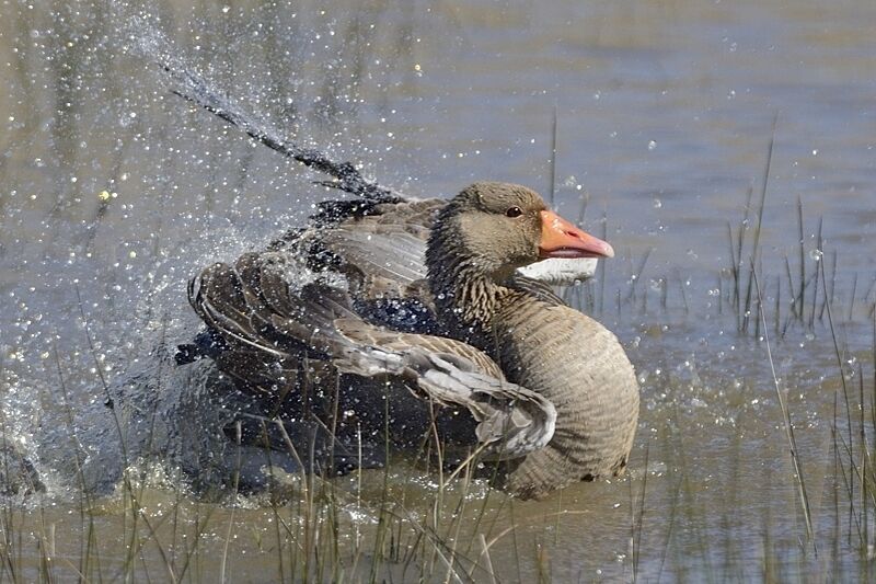 Greylag Gooseadult