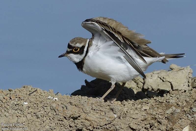 Little Ringed Plover male adult breeding, care, Behaviour