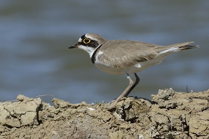 Little Ringed Plover male adult breeding, identification