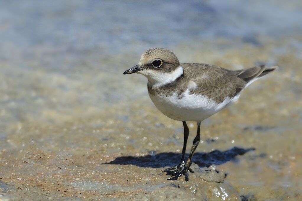 Little Ringed Ploverimmature, identification