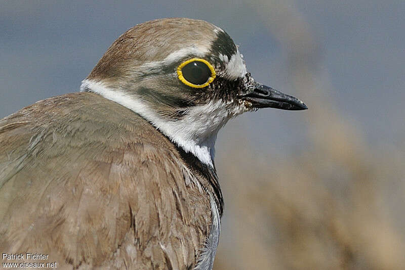 Little Ringed Plover female adult breeding, close-up portrait