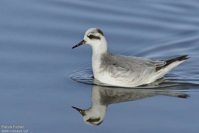Phalarope à bec largeadulte internuptial, identification
