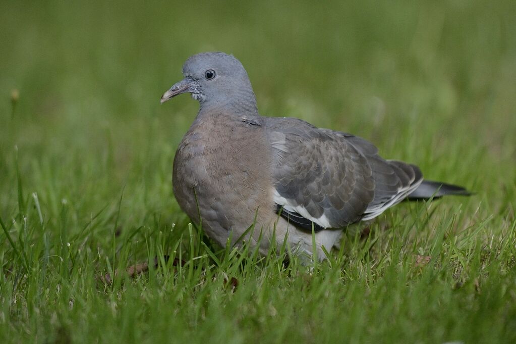 Pigeon ramierimmature, identification