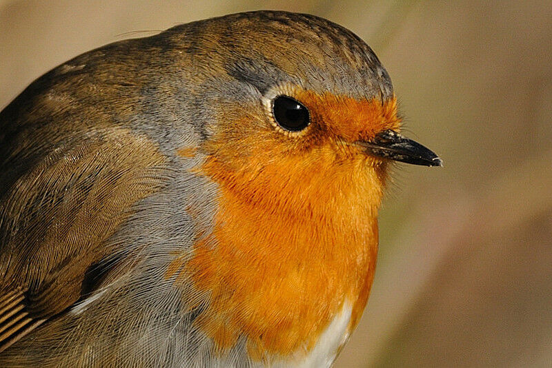 European Robinadult