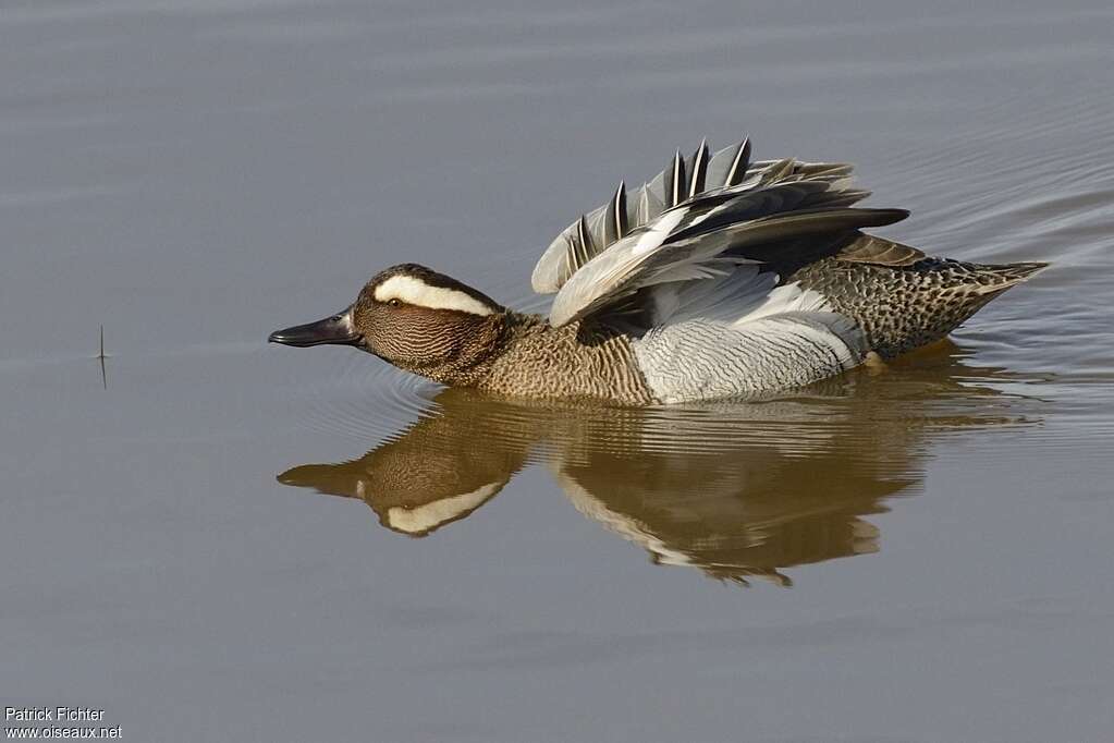 Garganey male adult breeding, aspect, swimming