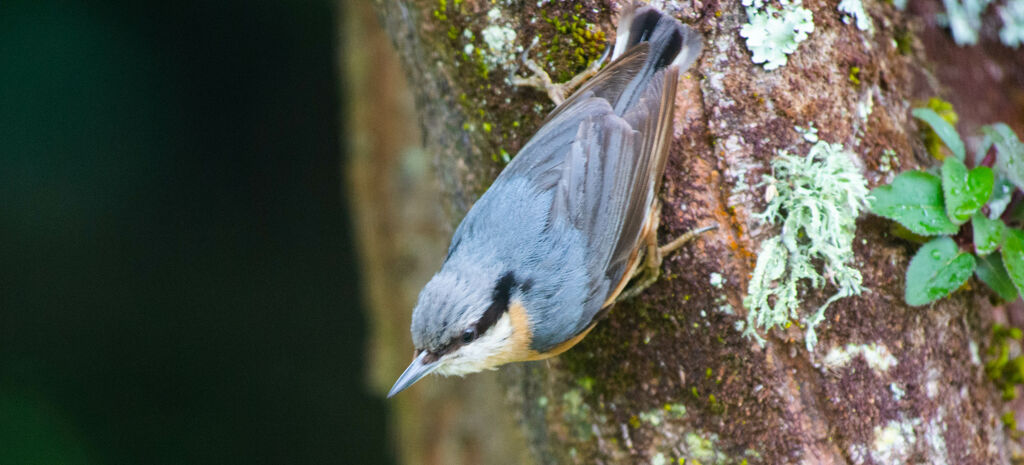 Sittelle torchepotadulte, habitat