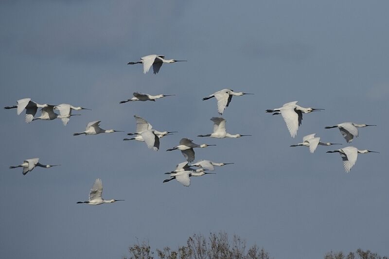 Eurasian Spoonbill