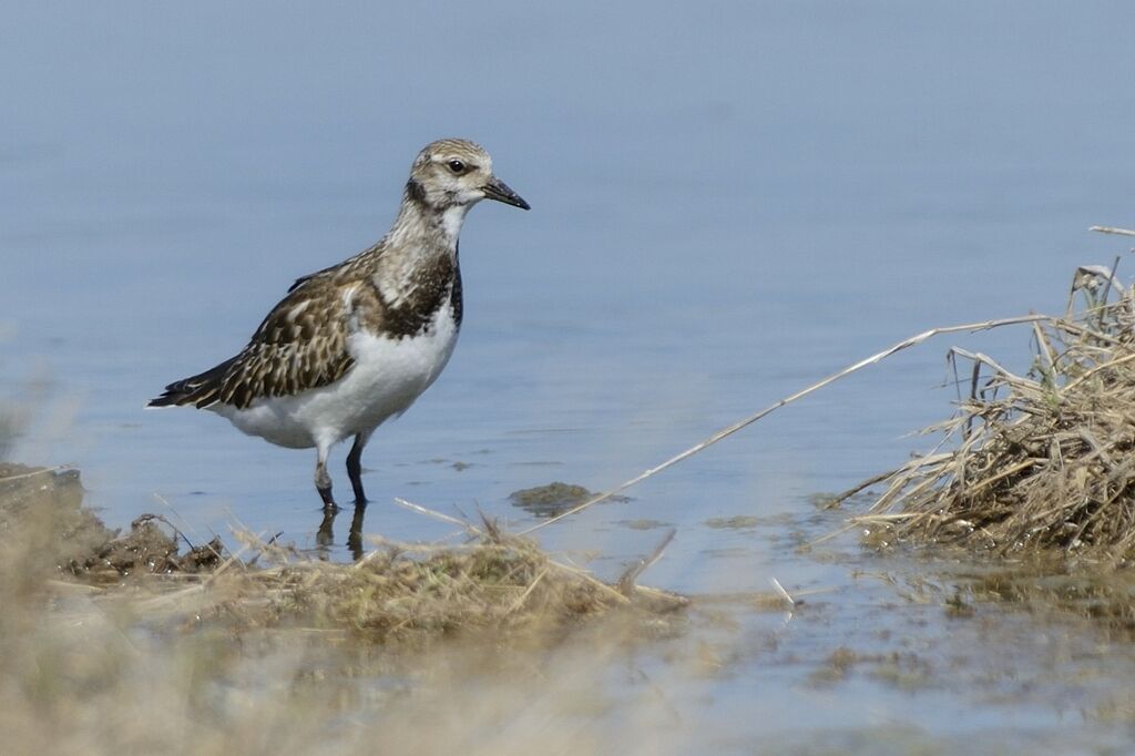 Tournepierre à collierimmature, identification