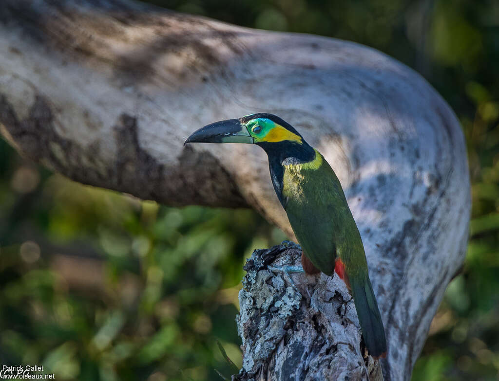 Toucanet de Reinwardtsubadulte, identification