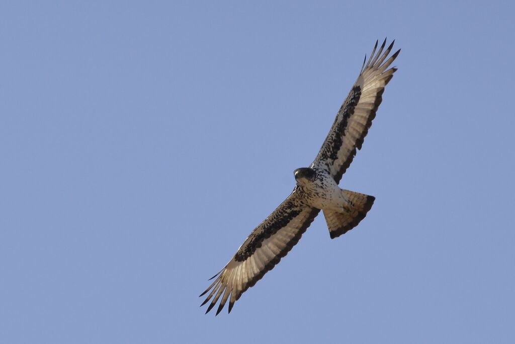 Aigle fasciéadulte, Vol