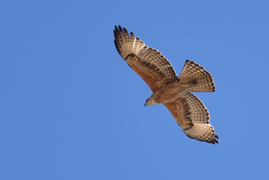 African Hawk-Eagleimmature, Flight