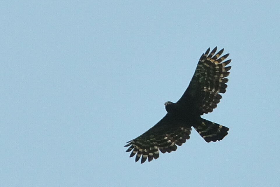Aigle tyranadulte, Vol