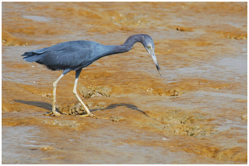 Aigrette bleueadulte