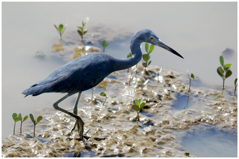 Aigrette bleueadulte