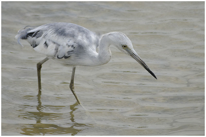 Aigrette bleueadulte