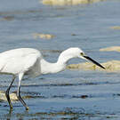 Aigrette dimorphe