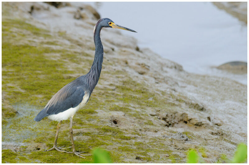 Tricolored Heronadult breeding