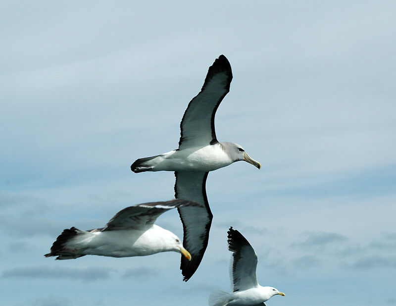 Salvin's Albatross