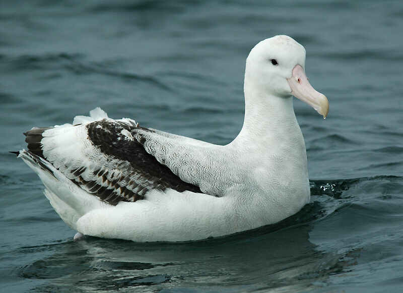 Albatros hurleur