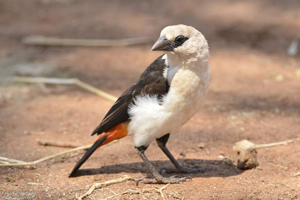 White-headed Buffalo Weaveradult, identification