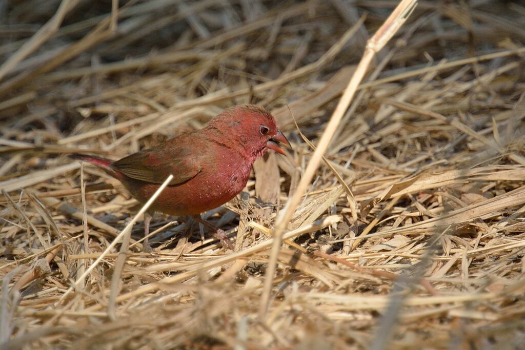 Red-billed Firefinch male adult