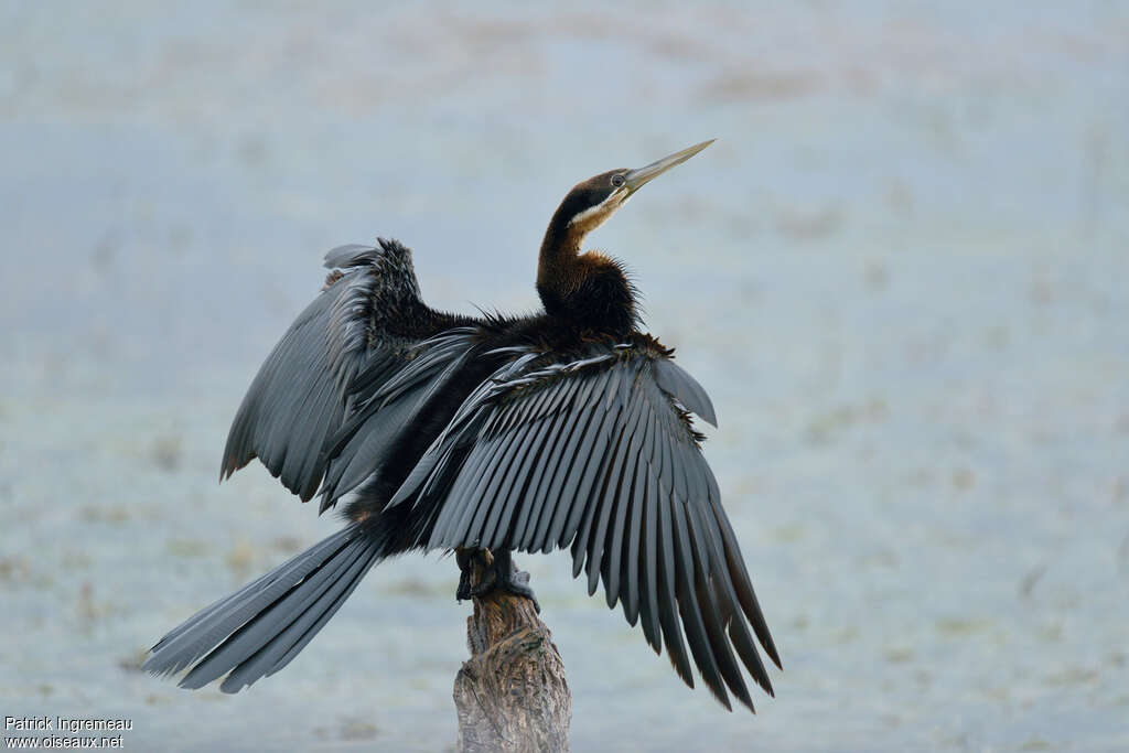 African Darter male adult, identification, care
