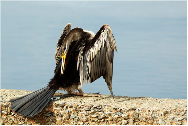 Anhinga d'Australie femelle adulte